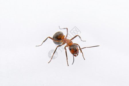 大蚂蚁白色背景上的褐蚂蚁红色昆虫棕色动物天线黑色宠物宏观荒野背景
