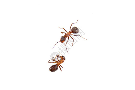 大蚂蚁白色背景上的蚂蚁红色宠物宏观荒野棕色动物天线昆虫黑色背景