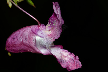 粉花花花瓣花朵绿色园艺荒野宏观季节粉色玫瑰背景图片