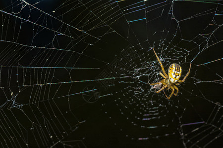 中间的黄蜘蛛网背景图片