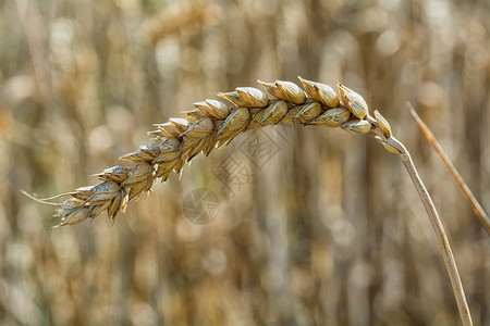 模糊背景的玉米详细耳目商品农业小麦收成金子谷物生长天空耳朵季节背景图片