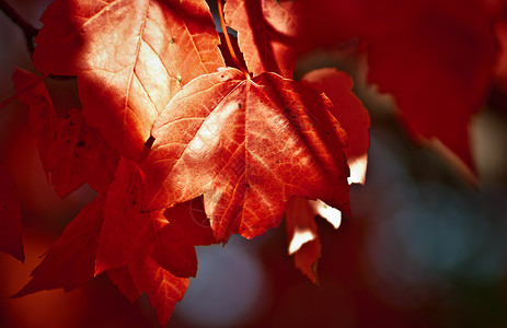 红色万圣节树秋天来了一个红叶故事时间活动天气收获红色阳光叶子季节枫树学校背景