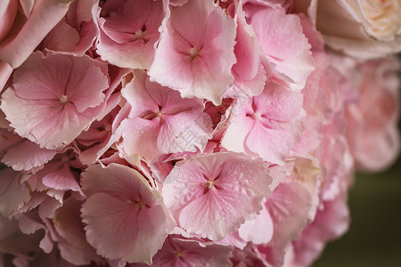 粉色花朵图案效果花卉庆典婚礼植物学纹理水平花束植物背景图片