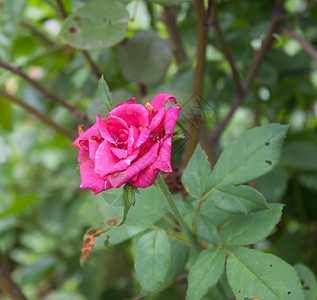 玫瑰凝露粉红花朵玫瑰 绿绿色的后地背景