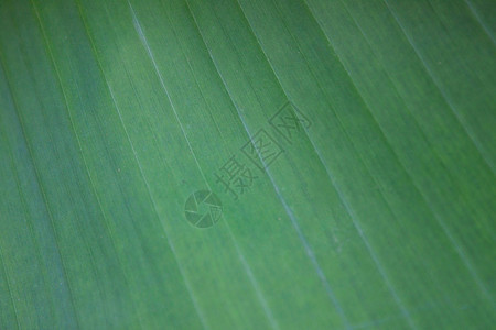 深底底色绿色墙纸静脉植物植物学水果生长森林宏观食物背景图片