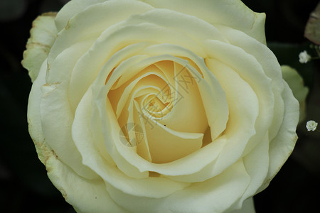 白玫瑰紧贴团体绿色婚礼花朵婚姻鲜花玫瑰新娘宏观花束背景图片