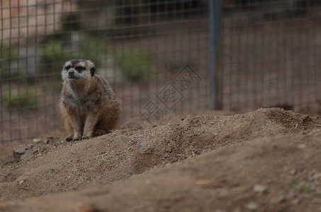阿德莱德动物园默尔卡特 苏里卡塔野生动物头发好奇心岩石生物生态动物园沙漠哺乳动物警报背景