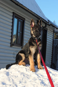 德国牧羊犬座位宠物奉献动物安全棕色精神耳朵白色房子高清图片