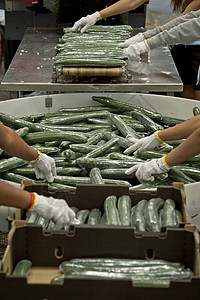 蔬菜工厂加工金库农场宏观沙拉黄瓜市场销售栽培照片花园店铺背景