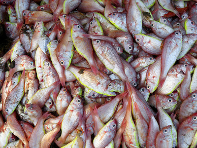 渔获量粉色食物背景图片