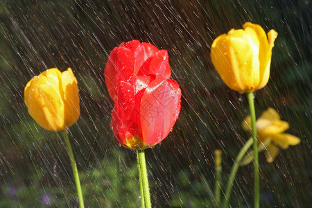 一切皆有可能雨中的郁金香天气下雨太阳生活湿度生长花束风暴植物群植物背景