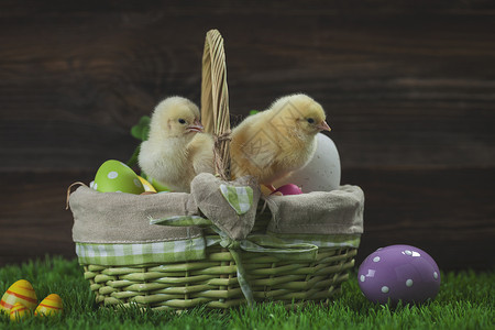 先有鸡还是先有蛋复活节有鸡蛋的桶子 年轻的东边小鸡庆典礼物季节装饰食物绿色篮子白色木头假期背景