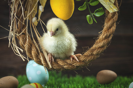 草绘复活节鸡 鸡蛋和装饰品兔子木头白色装饰假期小鸡礼物季节庆典绿色背景