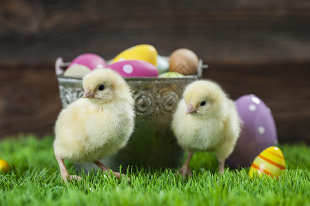 草绘装满了东边鸡蛋和鸡蛋的酒桶白色季节绿色木头庆典假期装饰礼物小鸡背景
