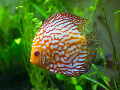 红盘鱼游泳红色淡水水族馆热带动物背景图片