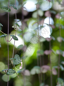 红心背景字符串细绳装饰品植物爬行者绿色生长绿色植物登山者心形花园背景图片