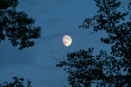 安息日天空中的月亮云杉行星蓝色辉光天堂松树日落死亡月光森林背景