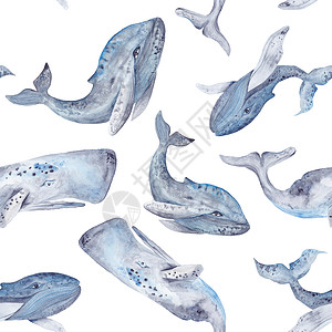 鲸鱼图案水色鲸类形态背景
