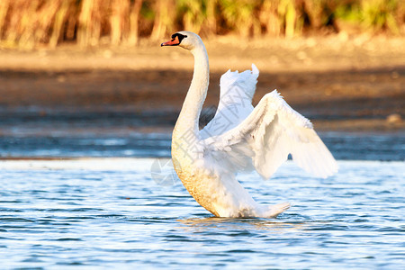 白色天鹅天鹅脖子蓝色池塘翅膀野生动物荒野波纹羽毛游泳场景背景