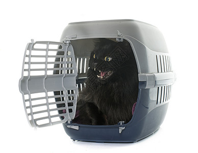 黑猫咆哮狗笼中的大黑猫肥胖工作室长发宠物狗窝盒子运输动物成人兽医背景