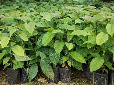 种植园树在苗圃里种植咖啡树苗塑料黑色植物种植园幼苗叶子绿色花园环境土壤背景