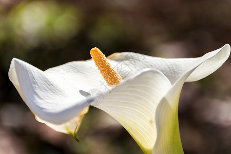 卡拉语植物白色背景图片