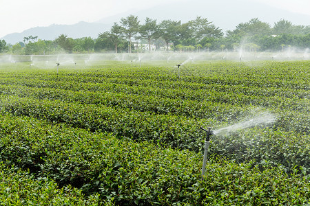 配有喷水灭水系统的茶园高清图片