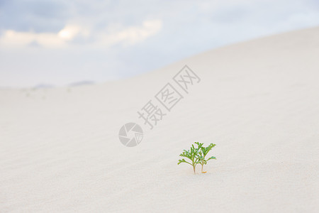 存活沙漠沙子里有两个绿色植物芽叶子沙漠干旱豆芽幸存者土地蠕虫土壤孤独生态背景