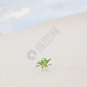 新学期新气候沙漠沙子里有两个绿色植物芽土地季节叶子沙漠豆芽夫妻生态地球全球环境背景