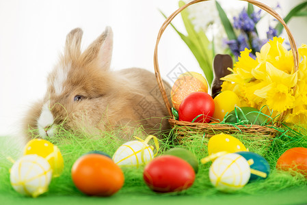 复活节兔子季节色彩庆祝动物水平庆典活动篮子传统绿色背景图片