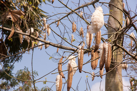 棉花种子新鲜西巴小鸡木棉棉花厂木棉片叶子种子绿色尼姑植物背景