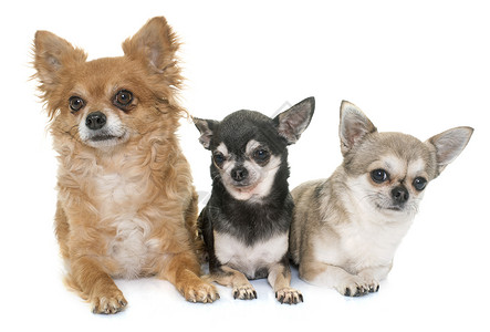 吉华人群体动物长发短发团体工作室宠物小狗背景图片