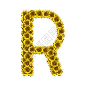 孤立的向日葵字母R背景图片