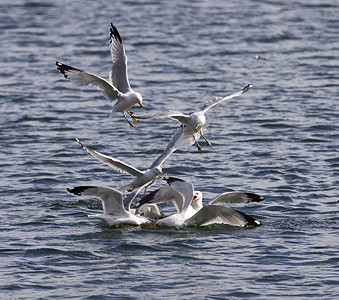 海鸥在湖中为食物而战的照片背景图片