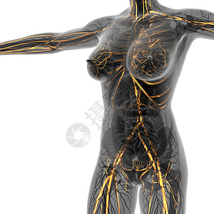 使用发光血管进行X光X光人体科学解剖男性心血管树干船只骨骼外科插图心肌药品流动背景