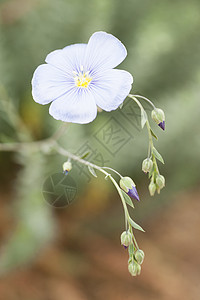 紫色亚麻籽花和麻花的花露紫色亚麻纤维食物背景