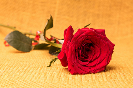 一朵红玫瑰背景图标剪影边框玫瑰花卉花瓣玫瑰花玫瑰花朵背景图片