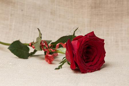 一朵红玫瑰玫瑰花剪影背景花瓣图标玫瑰边框花卉玫瑰花朵背景图片