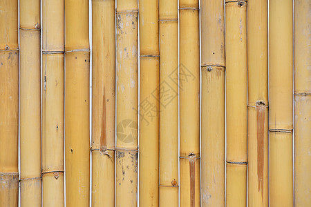 天然黄竹形垂直身底背面差距栅栏黄色身体树干背景图片