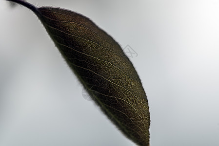 孤立的绿叶个性水果静脉脆弱性柔软度园艺构象生活植物光合作用背景图片