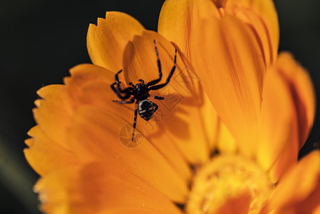 黑八勇士橙花上的黑蜘蛛背景