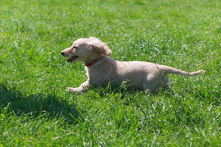 Dachshund小狗在花园绿草上跑白高清图片