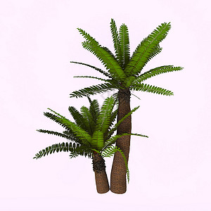 裸藻Cycad 河谷植物背景