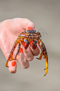 红色螃蟹螃蟹在女孩的手中 在海滩上的女孩手上土地摄影野生动物贝类蓝色树木插图海鲜爪子甲壳背景