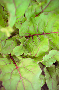 菜畦花园中甜菜根植物的叶子植物群食物收成紫色村庄环境幼苗农业农村地球背景