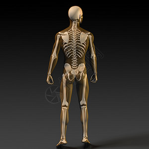 骨骼海报人体骨骼结构图身体风湿墙纸骨头科学损害伤害小册子疼痛橙子背景