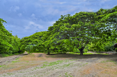 亚马逊树林中的道路途径绿色植被赤道背景图片