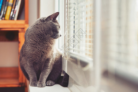 俄罗斯猫俄罗斯蓝猫猫咪毛皮宠物窗户休息孤独好奇心公寓寂寞猫科背景