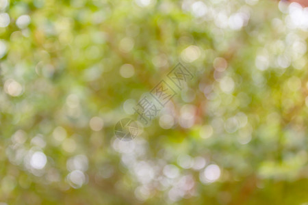 美丽的大自然 抽象的树木布加软绿色背景背景图片