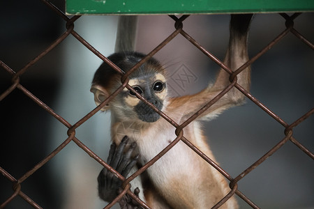 小猴子爬上铁笼子背景